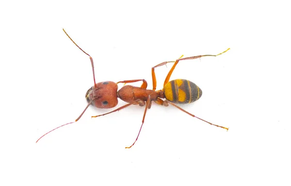 Wild Sandhill Timmerman Mier Camponotus Socius Zijaanzicht Dorsale Geïsoleerd Witte — Stockfoto
