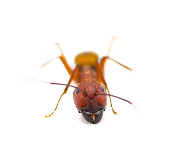Wild Sandhill Carpenter Ant Camponotus Socius Frontális Nézet Elszigetelt Fehér — Stock Fotó