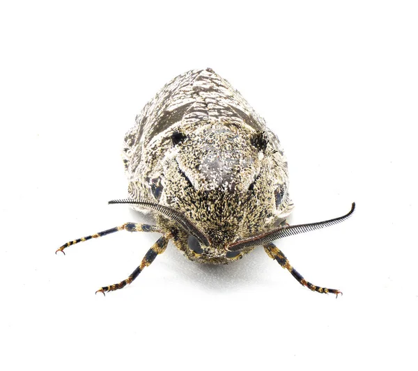 蚯蚓蛾或蝗虫虫虫 是家蚕中的一种蛾 在白色的前视图上被隔离 — 图库照片