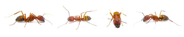 Dzikie Sandhill Stolarz Mrówka Camponotus Socius Cztery Widoki Izolowane Białym — Zdjęcie stockowe