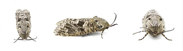 Carpenterworm Moth Uma Espécie Insetos Lepidópteros Mais Especificamente Traças Pertencente — Fotografia de Stock