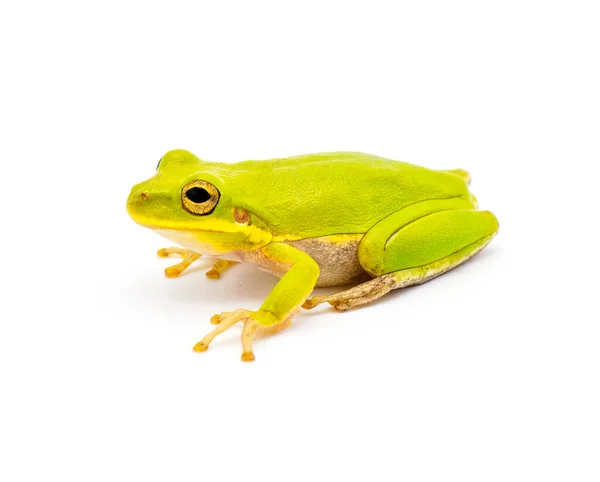 Lime Green Wild Squirrel Treefrog Hyla Squirella Isolated White Background — стоковое фото