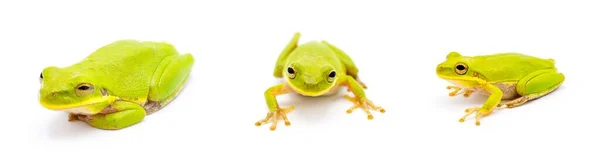 Зеленый Дикий Белок Treefrog Hyla Squirefrog Изолирован Белом Фоне Тремя — стоковое фото