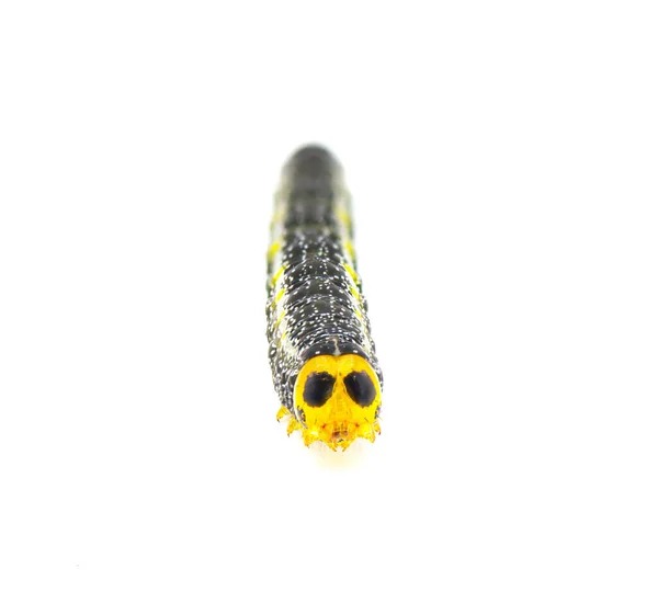 Κολιέ Moth Hypsoropha Monilis Κίτρινο Κεφάλι Δύο Μεγάλες Μαύρες Κηλίδες — Φωτογραφία Αρχείου