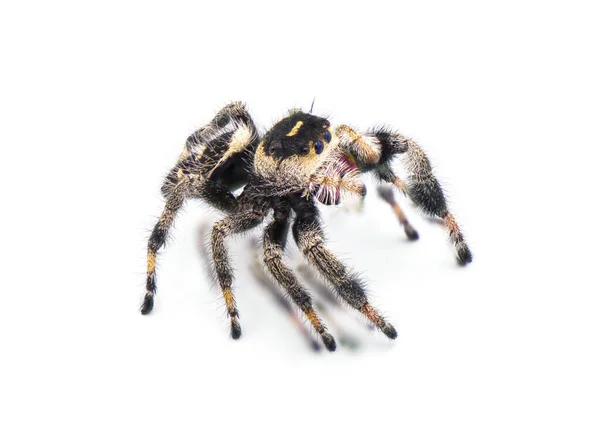 Regal Jumping Pavouk Phidippus Regius Izolované Bílém Pozadí Zblízka Přední — Stock fotografie