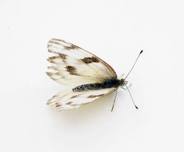 Vrouwelijke Witgeblokte Vlinder Pontia Protodice Soort Pieridae Zwavel Geïsoleerd Witte — Stockfoto