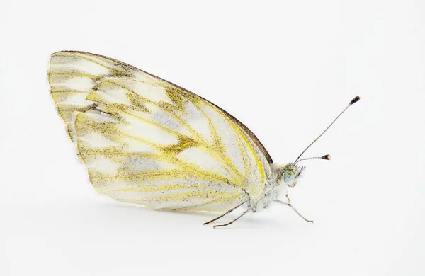 Samica Checkered Biały Motyl Pontia Protodice Gatunki Pieridae Siarka Izolowane — Zdjęcie stockowe