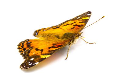 American painted lady Butterfly - Vanessa virginiensis - isolated on white background top dorsal front angled view wings wide open clipart