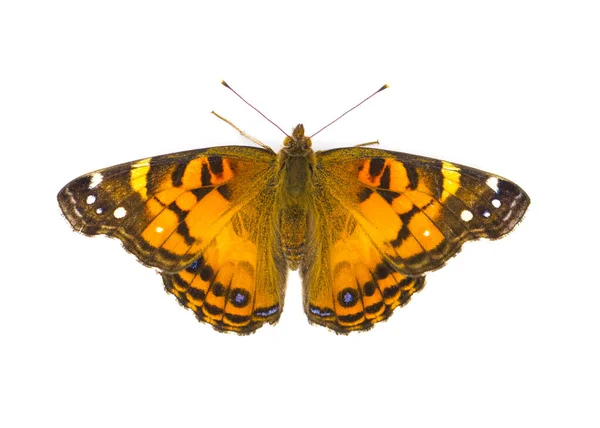 Amerykański Malowane Lady Butterfly Vanessa Virginiensis Izolowane Białym Tle Górny — Zdjęcie stockowe