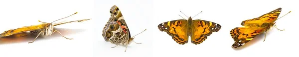 American Painted Lady Butterfly Vanessa Virginiensis Απομονώνονται Λευκό Φόντο Τέσσερις — Φωτογραφία Αρχείου