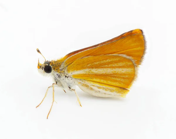 在白色背景下 南方的蝴蝶 考爱德龙极小地隔离 小橙色白色的黄领队侧面轮廓视图 — 图库照片