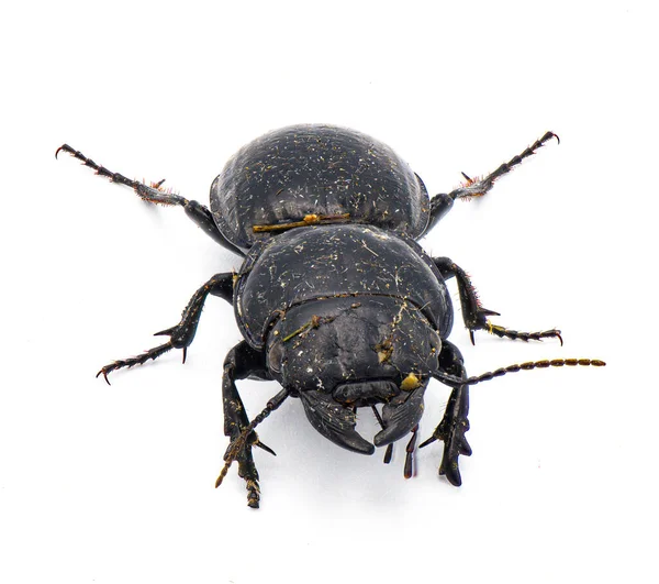 Escarabajo Guerrero Moderadamente Liso Pasimachus Sublaevis Aislado Sobre Fondo Blanco — Foto de Stock