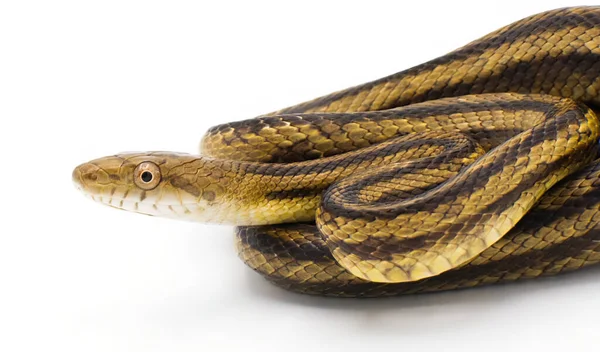 뱀으로 알려져 Pantherophis Alleghaniensis 비늘을 가까이 배경에 고립되어 — 스톡 사진