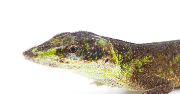 Wild Green Anole Anolis Carolinensis Florida Chameleon Närbild Huvudet Övergångsfasen — Stockfoto