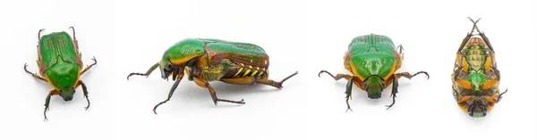 Escarabajo Escarabajo Verde Euphoria Limbalis Detalle Extremo Primer Plano Aislado —  Fotos de Stock