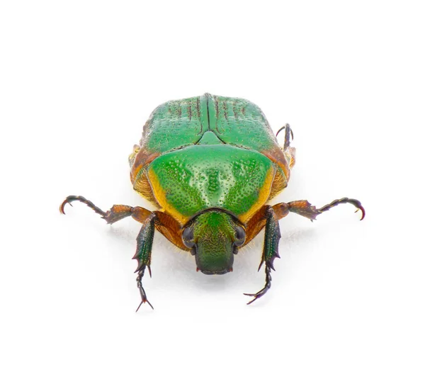Besouro Escaravelho Verde Euphoria Limbalis Detalhe Extremo Closeup Isolado Fundo — Fotografia de Stock