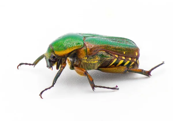 Besouro Escaravelho Verde Euphoria Limbalis Detalhe Extremo Closeup Isolado Fundo — Fotografia de Stock