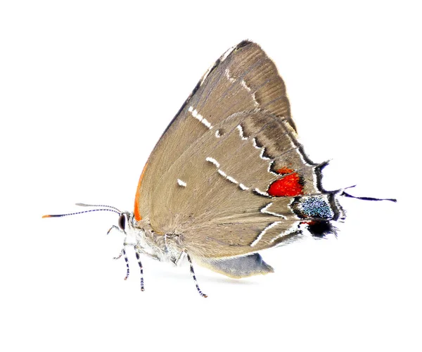 White Hairstreak Butterfly Parrhasius Album Izolacja Białym Tle Boczny Profil — Zdjęcie stockowe