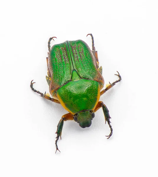 Besouro Escaravelho Verde Euforia Limbalis Detalhe Extremo Close Isolado Fundo — Fotografia de Stock