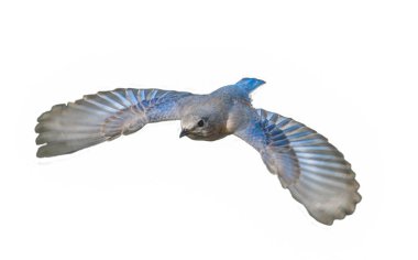 Female eastern bluebird - sialia sialis - in flight flying while wings expanded with blue and brown, grey and orange colors.  Cutout stock photo on isolated white back ground top view from above clipart