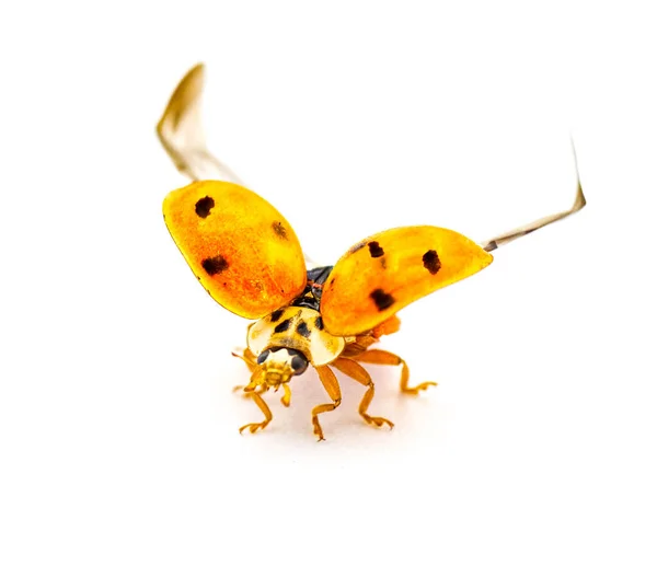 Katicabogár Ázsiai Hölgy Bogár Hölgy Bug Harmonia Axyridis Narancssárga Héj — Stock Fotó