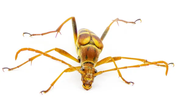 6个斑点花 Strangalia Sexnotata 是甲虫科的一种长角羚 被称为Cerambycidae 隔离在白色背景的顶部前视图 — 图库照片