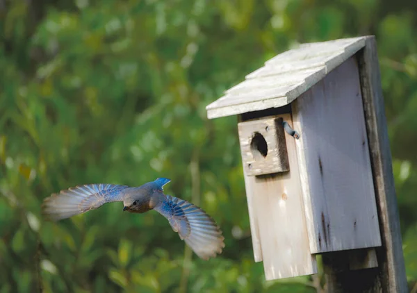 Östlicher Blauvogel Sialia Sialis Fliegt Mit Vollständig Geöffneten Und Ausgefahrenen — Stockfoto