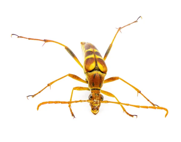 Шесть Пятнистых Цветков Галии Разновидности Цветкового Длинноногого Жука Семейства Cerambycidae — стоковое фото
