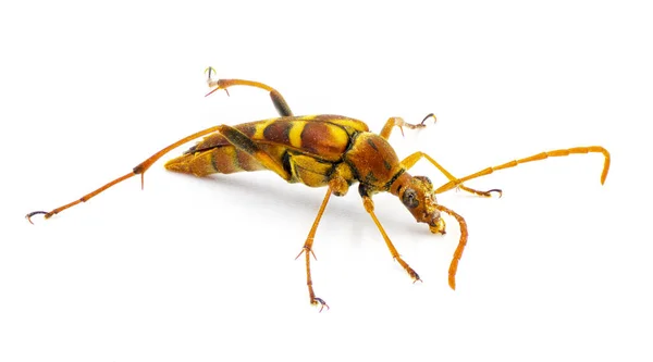 Strangalia Sexnotata Cerambycidae 알려진 딱정벌레 속하는 일종이다 White Background Side — 스톡 사진