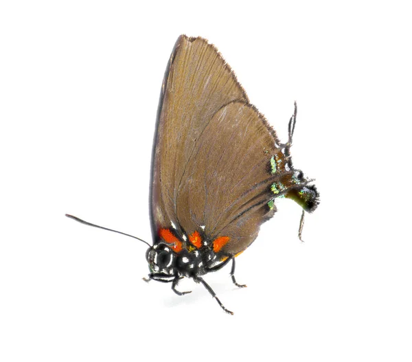 Atlides Halesus Uma Espécie Insetos Lepidópteros Mais Especificamente Borboletas Aladas — Fotografia de Stock