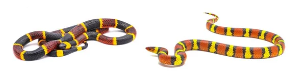 东珊瑚毒蛇 金丝雀 在左边 无毒液的朱砂王蛇或朱砂牛奶蛇 羊膜炎 显示颜色和图案的差异 — 图库照片