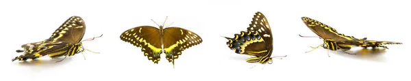 Palamedes Swallowtail Laurel Swallowtail Butterfly Papilio Palamedes Aislado Sobre Fondo — Foto de Stock