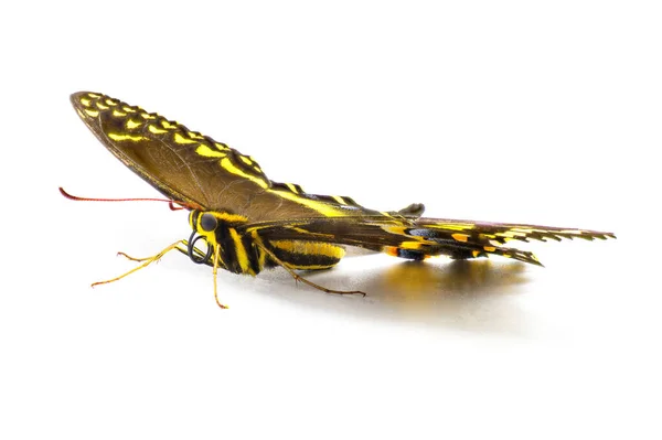 Palamutlar Kırlangıç Defne Kuşu Kırlangıç Kelebeği Papilio Sarayı Beyaz Arka — Stok fotoğraf