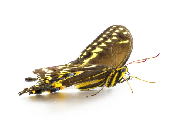 Palamedes Swallowtail Laurierzwaluwstaart Vlinder Papilio Palamedes Geïsoleerd Witte Achtergrond Voorkant — Stockfoto