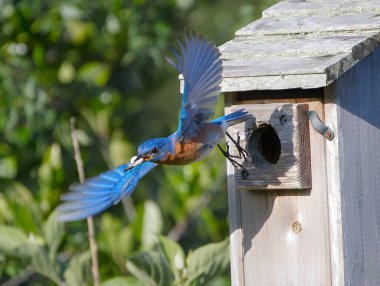 Female eastern bluebird - Sialia sialis - dangling Little Brown ground Skink - Scincella lateralis in front of nest box opening to encourage fledglings to come out clipart