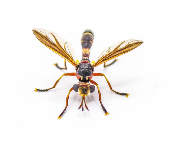 果蝇科 Physoconops Floridanus 佛罗里达果蝇科 Florida Physoconops 是果蝇科 Conopidae 中的一种 它是一种不会刺痛的黄蜂的模仿物 — 图库照片