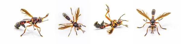 Physoconops Floridanus Uma Espécie Insetos Coleópteros Polífagos Pertencente Família Conopidae — Fotografia de Stock