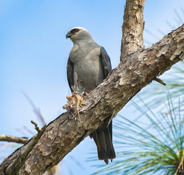 Mississippi uçurtma kuşu - Ictinia Missipiensis - tanımlanamayan ölü kuşun üzerine tünedi. Ağaç dalına tünemiş kırmızı gözler. Gökyüzü arkaplanı