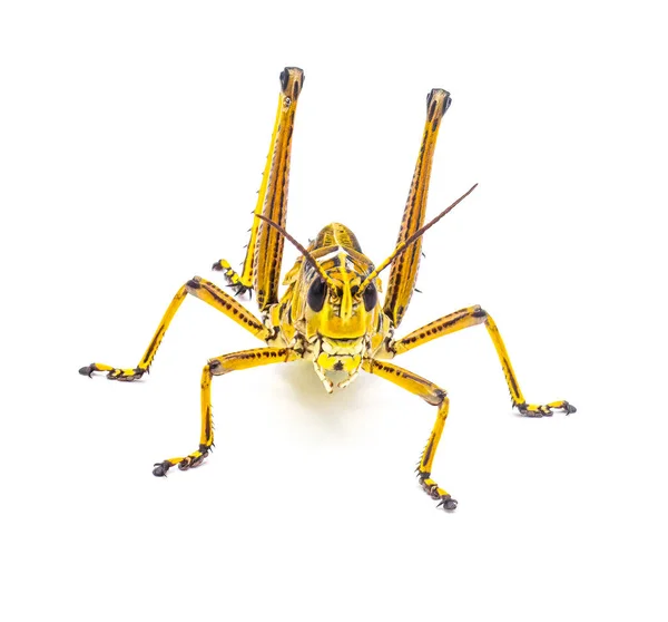 Gafanhoto Oriental Florida Lubber Romalea Microptera Amarelo Preto Vermelho Listras — Fotografia de Stock