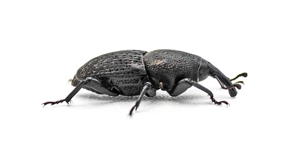 Sisal Agave Snout Weevil Beetle Scyphophorus Acupunctatus Gyllenhal Isolado Sobre — Fotografia de Stock