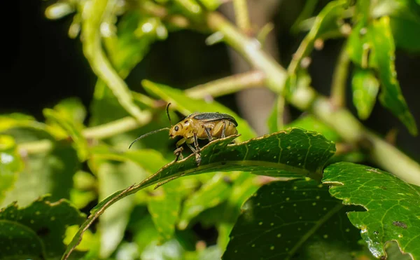 Derospidea Brevicollis Uma Espécie Insetos Coleópteros Polífagos Pertencente Família Chrysomelidae — Fotografia de Stock