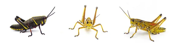 Eastern Florida Lubber Grasshopper Romalea Microptera Ninfa Joven Izquierda Adulto —  Fotos de Stock