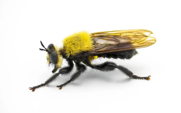 Όμορφη Μύγα Ληστή Laphria Virginica Μια Μέλισσα Bumble Μιμούνται Είδη — Φωτογραφία Αρχείου