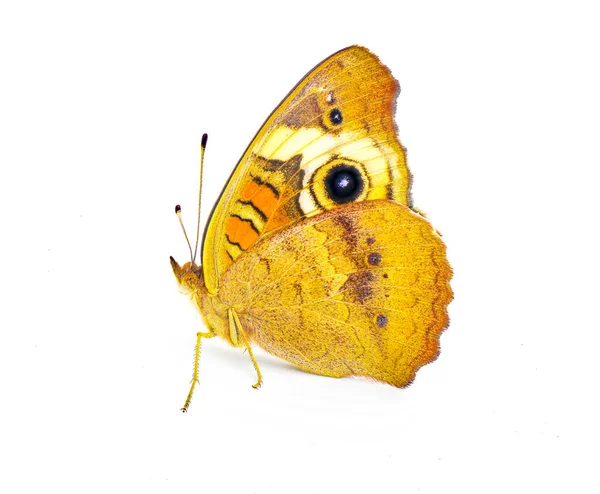 Zwykły Motyl Junonia Conia Izolowane Białym Tle Boczny Profil Widok — Zdjęcie stockowe