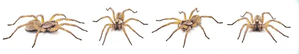 Büyük Güzel Dişi Kurt Dişi Örümcek Tigrosa Annexa Lycosidae Familyasından — Stok fotoğraf