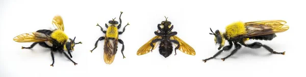 美しい泥棒フライ ラフリア バージニア 虫や昆虫を捕食する弱虫の蜂の模倣種です ウッドランズでは 多くの場合 松や混合松の落葉が見つかりました 白い背景に隔離された4つのビュー — ストック写真