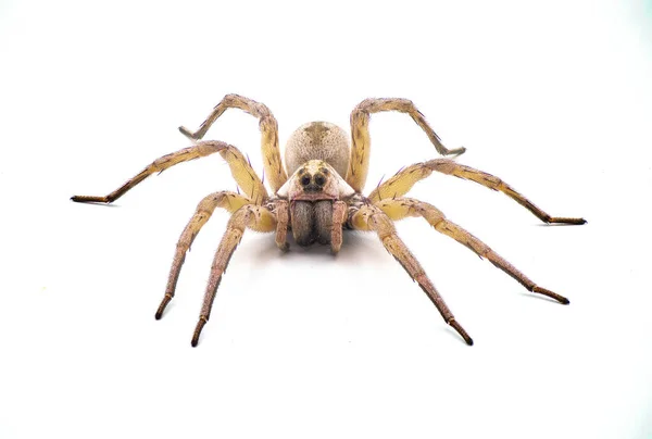 Велика Красуня Павук Вовк Tigrosa Antaa Видом Павука Вовка Родині — стокове фото