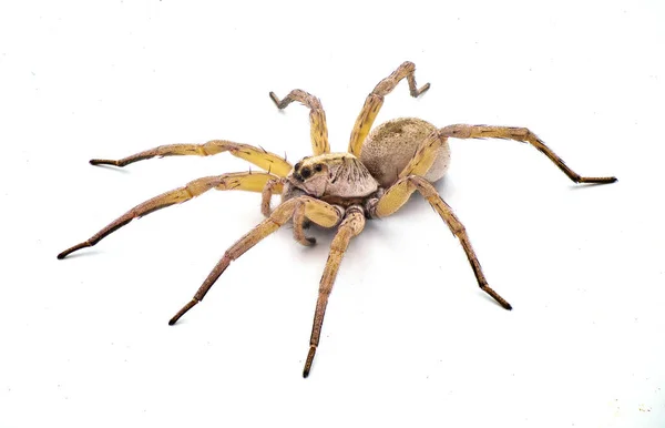 Velká Krásná Samice Vlčího Pavouka Tigrosa Annexa Druh Vlčího Pavouka — Stock fotografie
