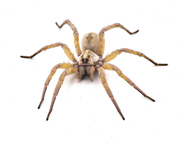 Velká Krásná Samice Vlčího Pavouka Tigrosa Annexa Druh Vlčího Pavouka — Stock fotografie