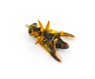 flower, hover, Syrphid or drone fly - Carolinian Elegant - Meromacrus acutus - bright yellow and black colors with stripes that mimic a bee or wasp isolated on white background, bottom ventral view clipart